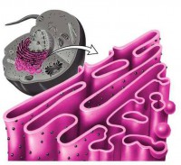 /album/celulas/reticulo-endoplasmatico-rugoso-jpg/